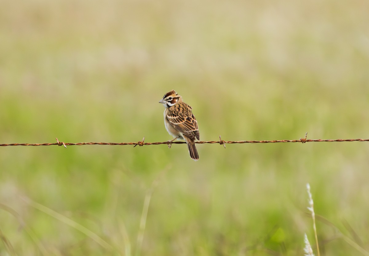 Lark Sparrow - ML635811959