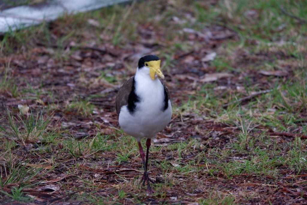 Masked Lapwing - ML635811978