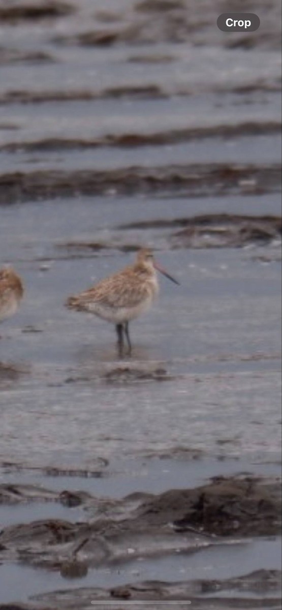 Bar-tailed Godwit - ML635812008