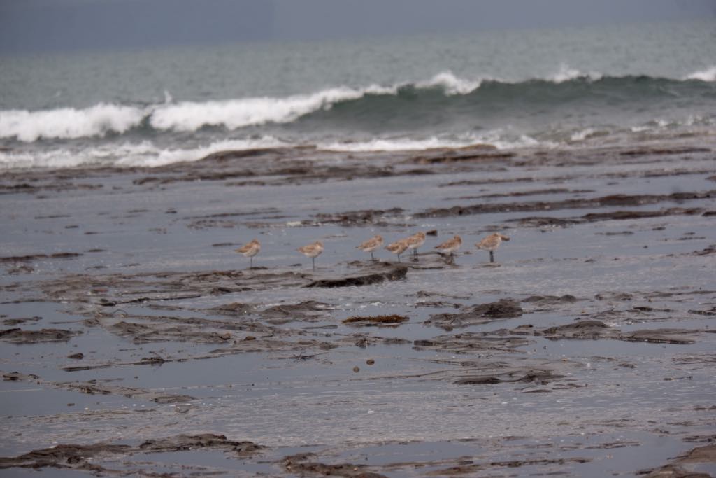 Bar-tailed Godwit - ML635812009