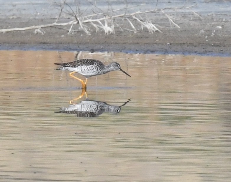 Lesser Yellowlegs - ML635812084