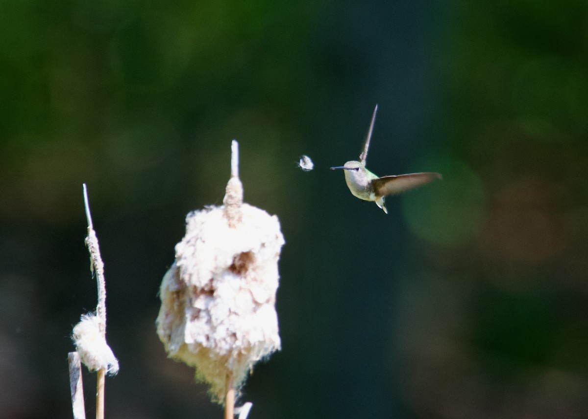 Rubinkehlkolibri - ML635812150