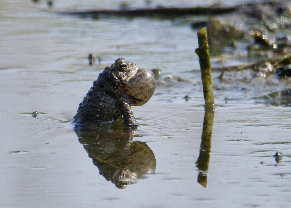 Amerikanische Kröte - ML635812158