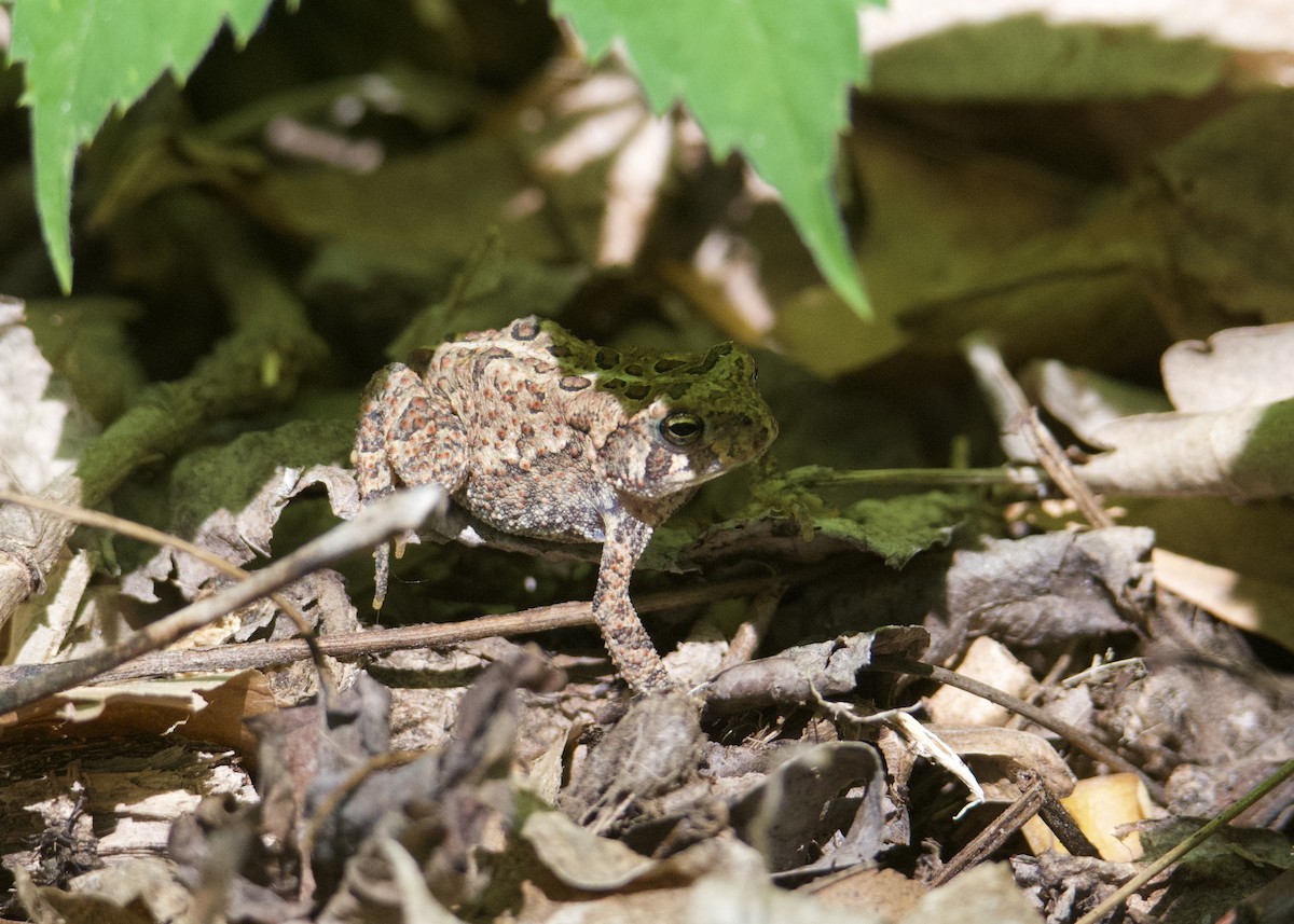 Amerikanische Kröte - ML635812164