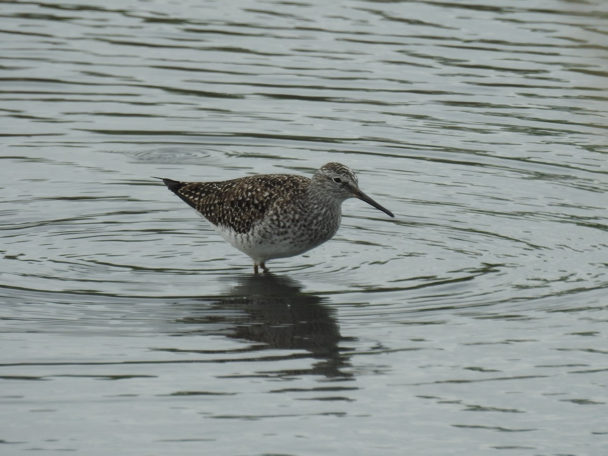 Lesser Yellowlegs - ML635812184