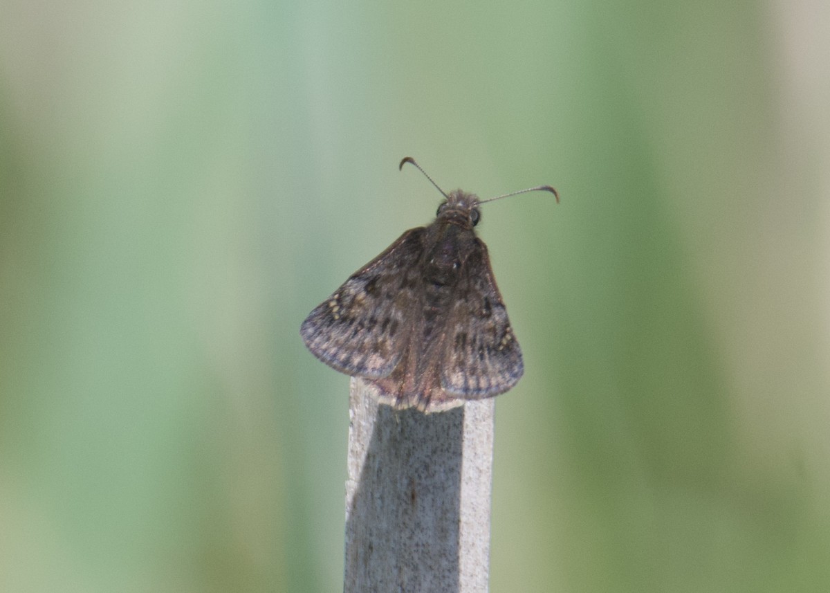 Juvenal's Duskywing - ML635812201