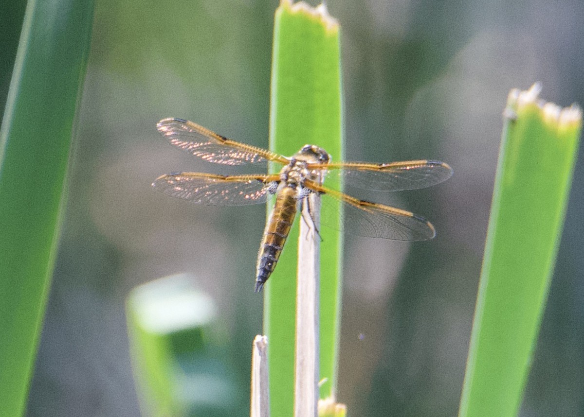 Vierfleck - ML635812202