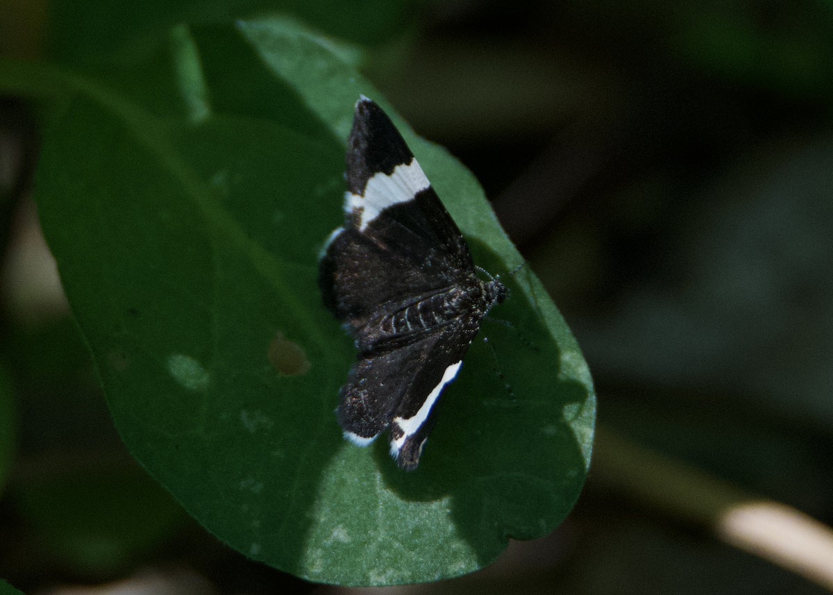 White-striped Black - ML635812204