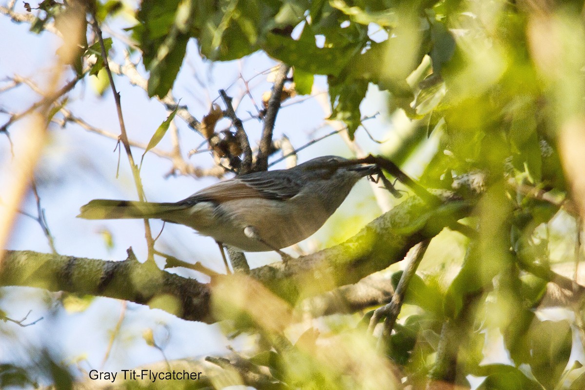 Gray Tit-Flycatcher - ML635812206