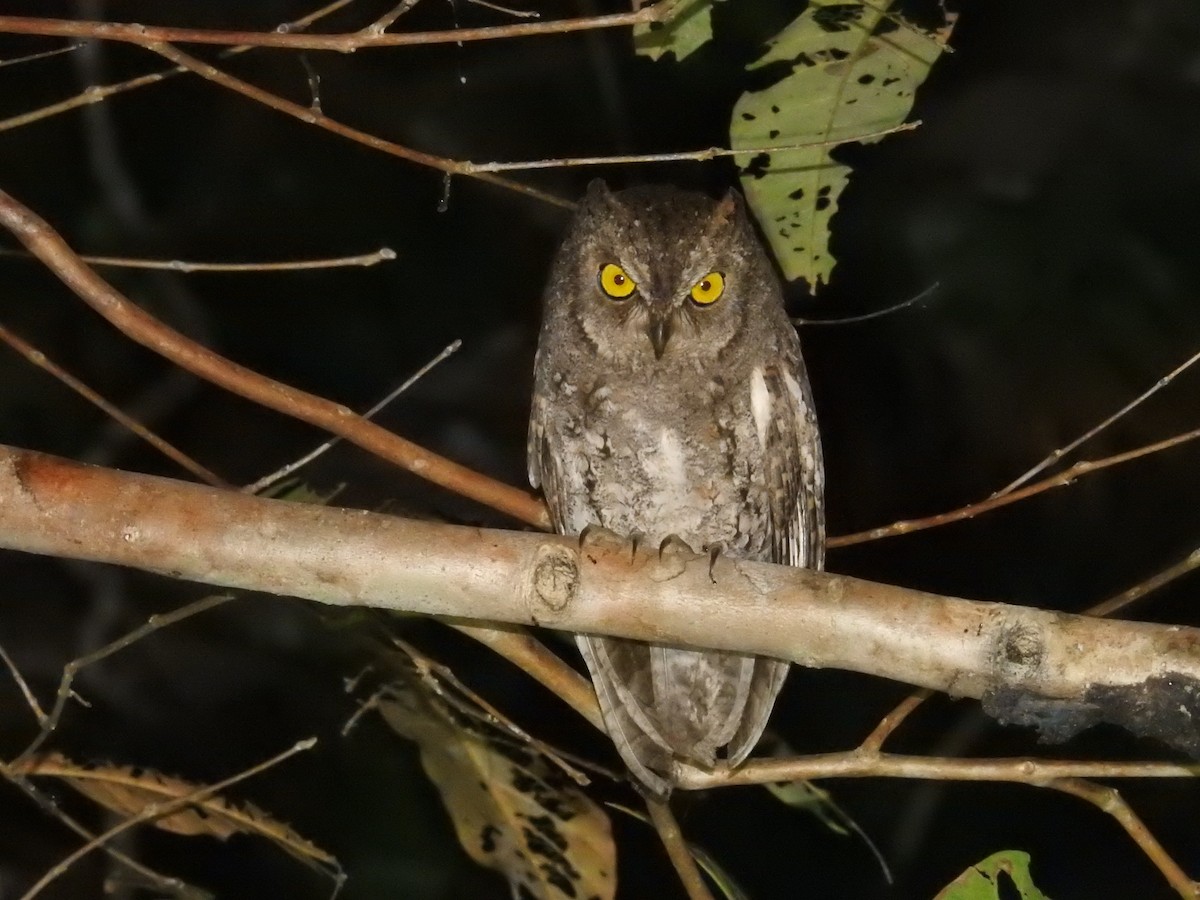 Oriental Scops-Owl (Walden's) - ML635812209