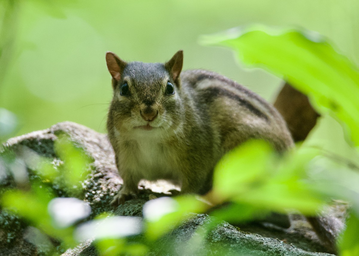Streifen-Backenhörnchen - ML635812297