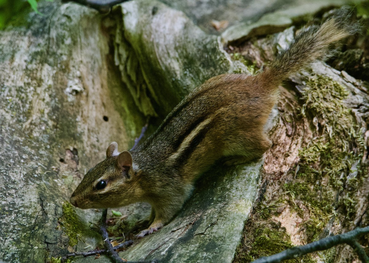 Streifen-Backenhörnchen - ML635812298