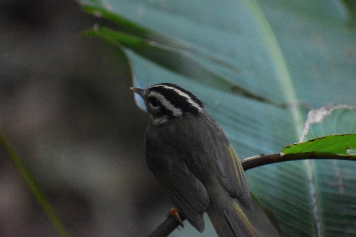 Costa Rican Warbler - ML635812382