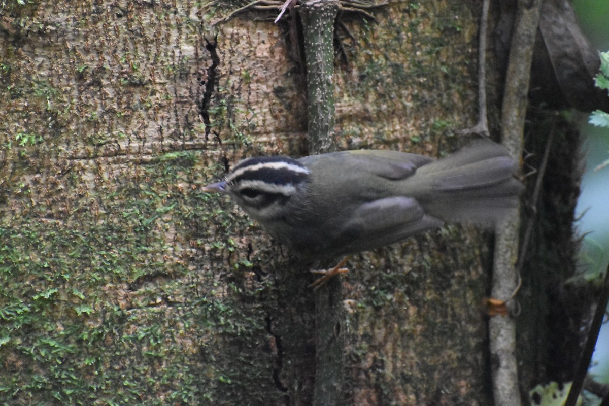 Costa Rican Warbler - ML635812383