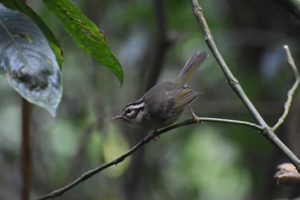 Costa Rican Warbler - ML635812385