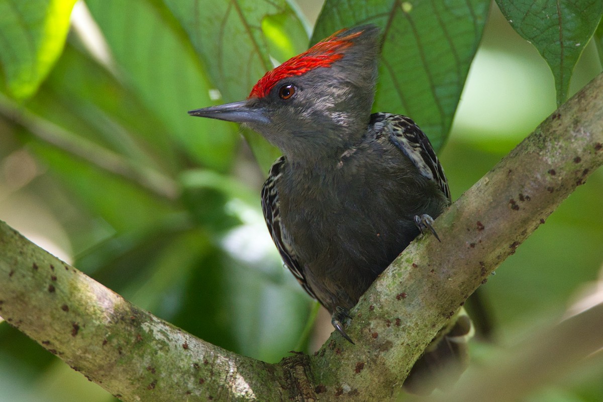 Gray-and-buff Woodpecker - ML635812460