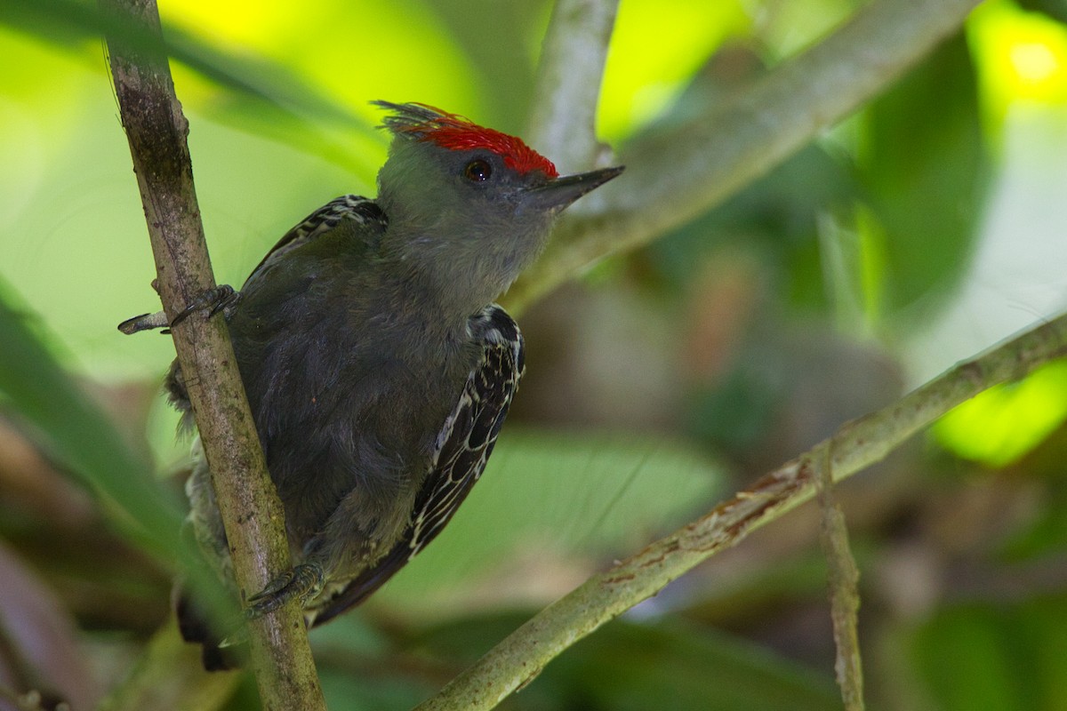 Gray-and-buff Woodpecker - ML635812461