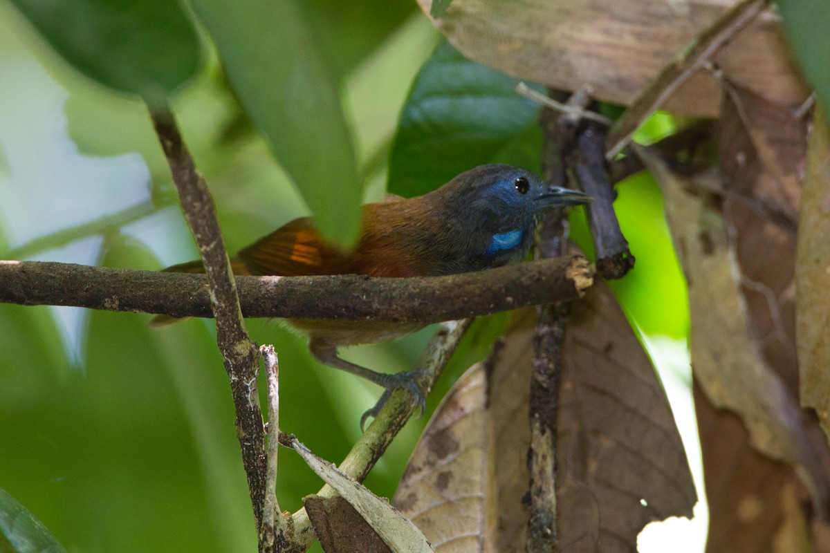 Gray-hooded Babbler - ML635812465