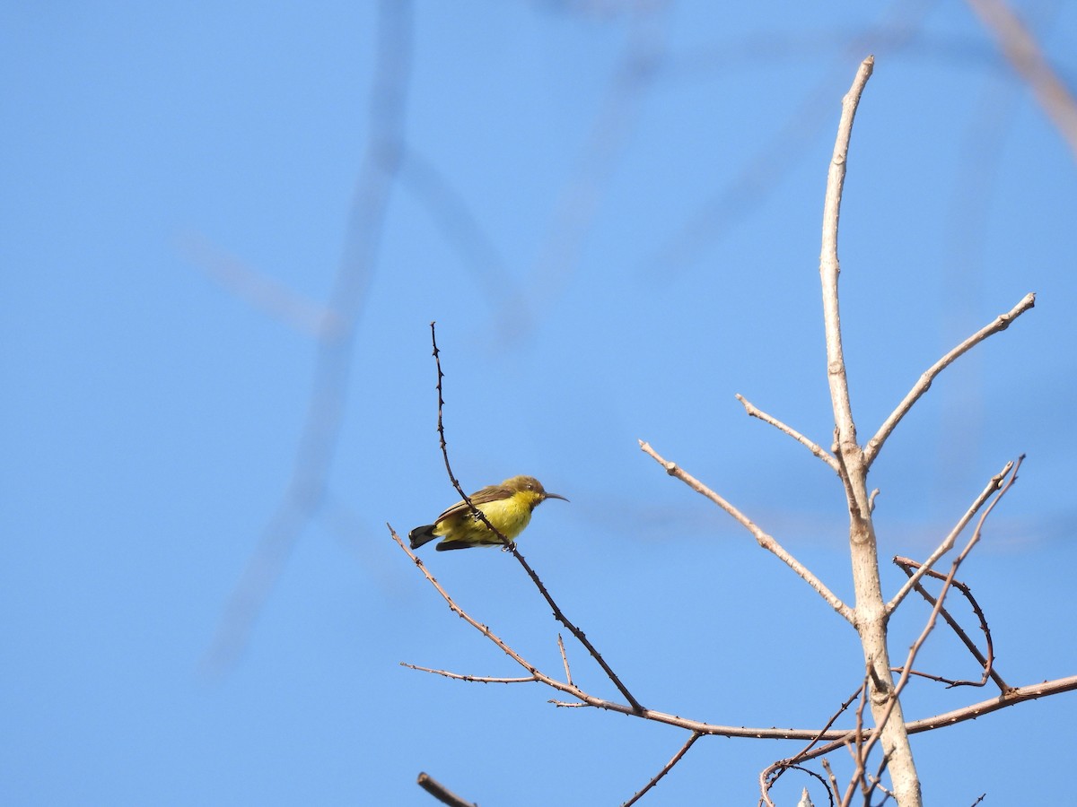 Ornate Sunbird (Ornate) - ML635812538