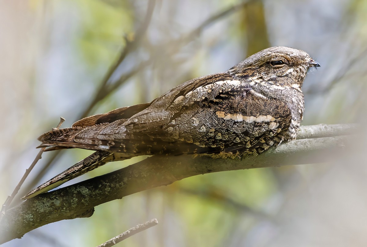 Eurasian Nightjar - ML635812673