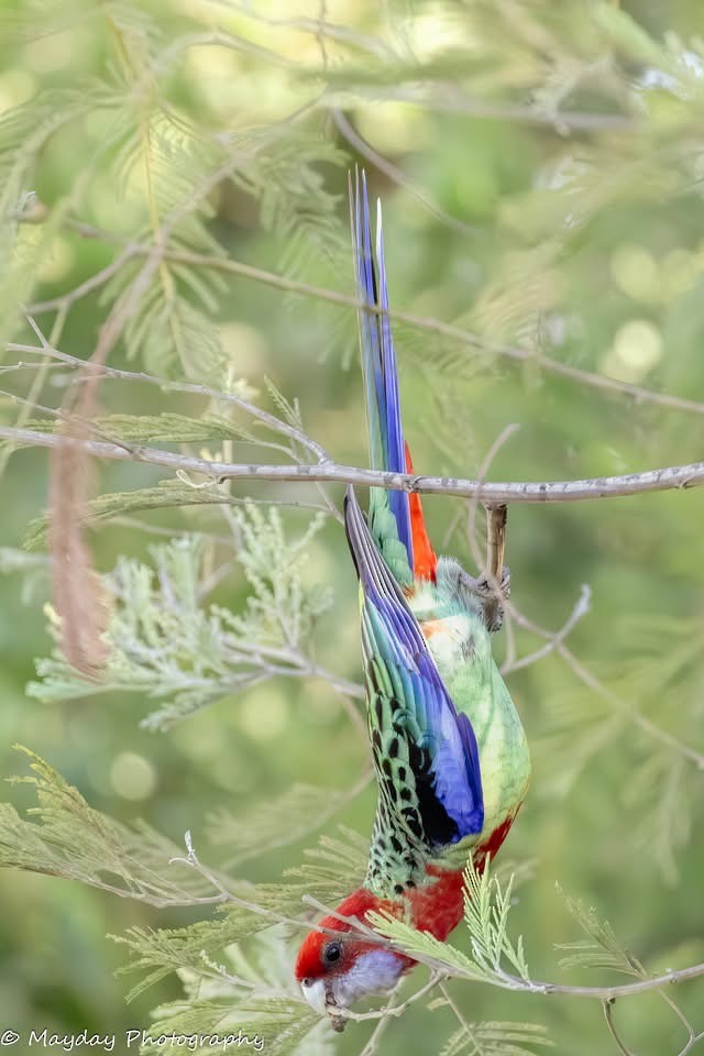 Crimson x Eastern Rosella (hybrid) - ML635812775