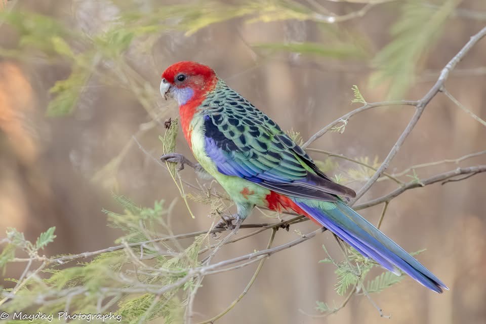 Crimson x Eastern Rosella (hybrid) - ML635812776