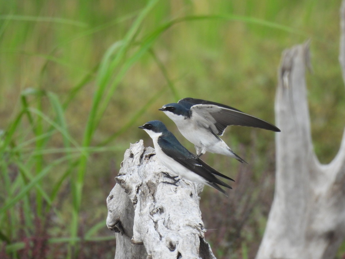 White-rumped Swallow - ML635812924