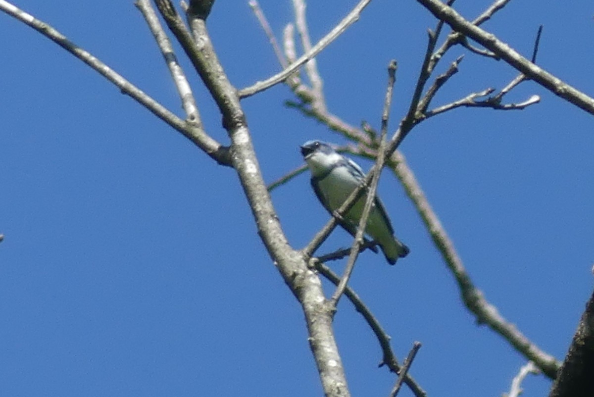 lesňáček modropláštíkový - ML635812932