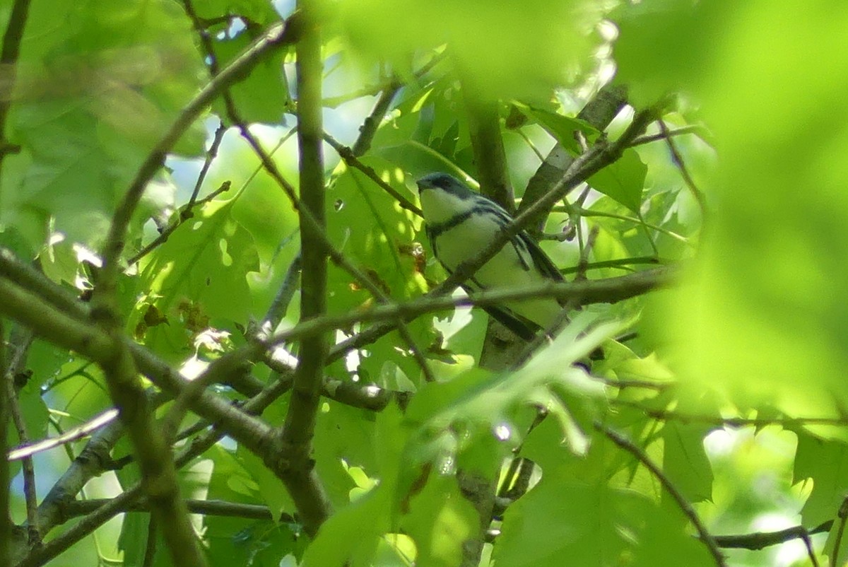 lesňáček modropláštíkový - ML635812933