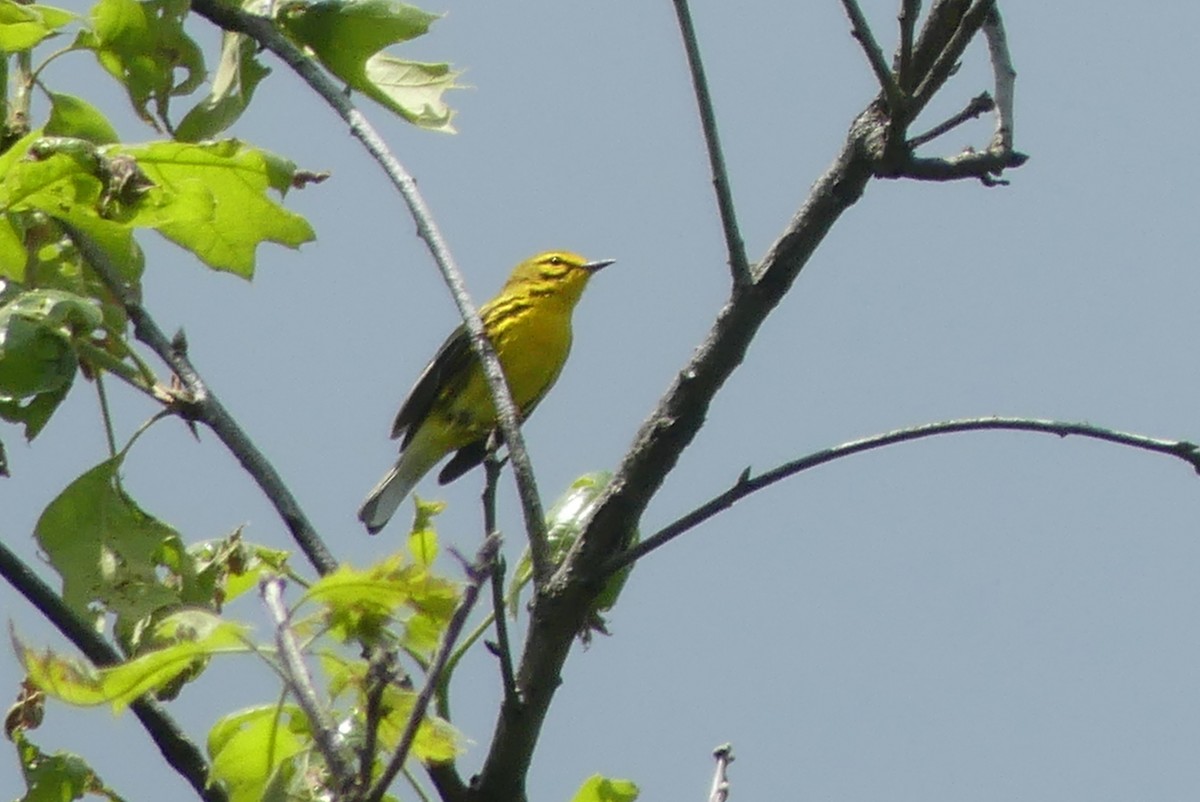 lesňáček pokřovní - ML635812939