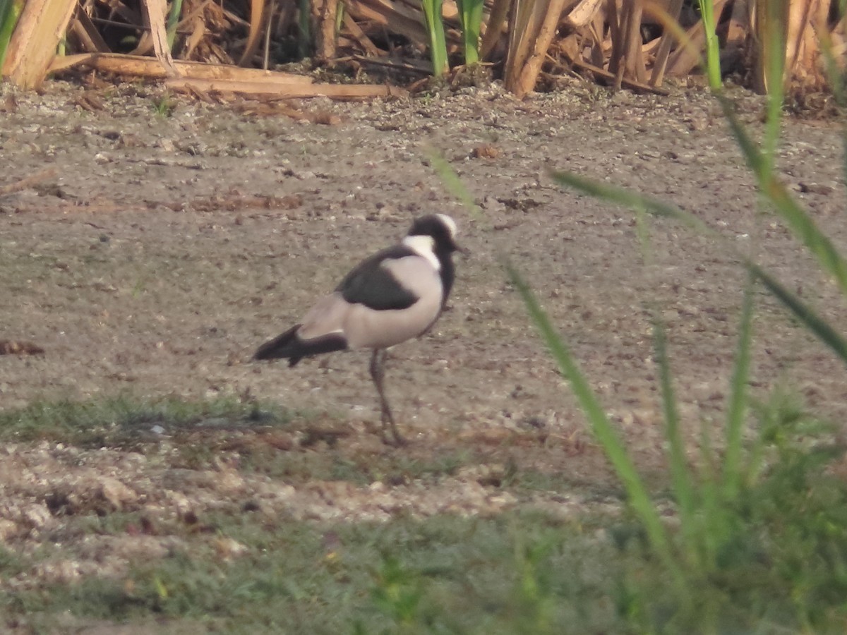 Blacksmith Lapwing - ML635812966