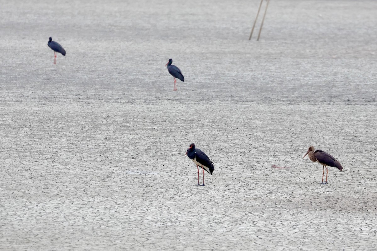 Black Stork - ML635813003