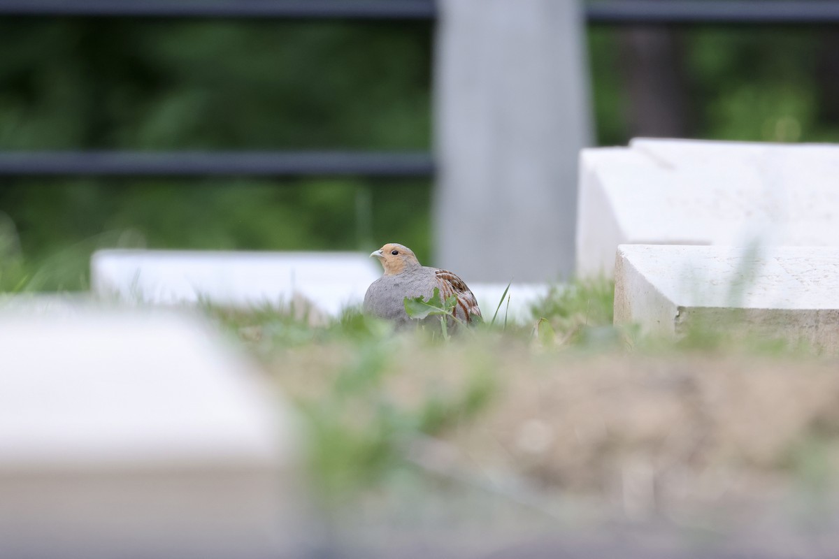 Gray Partridge - ML635813014
