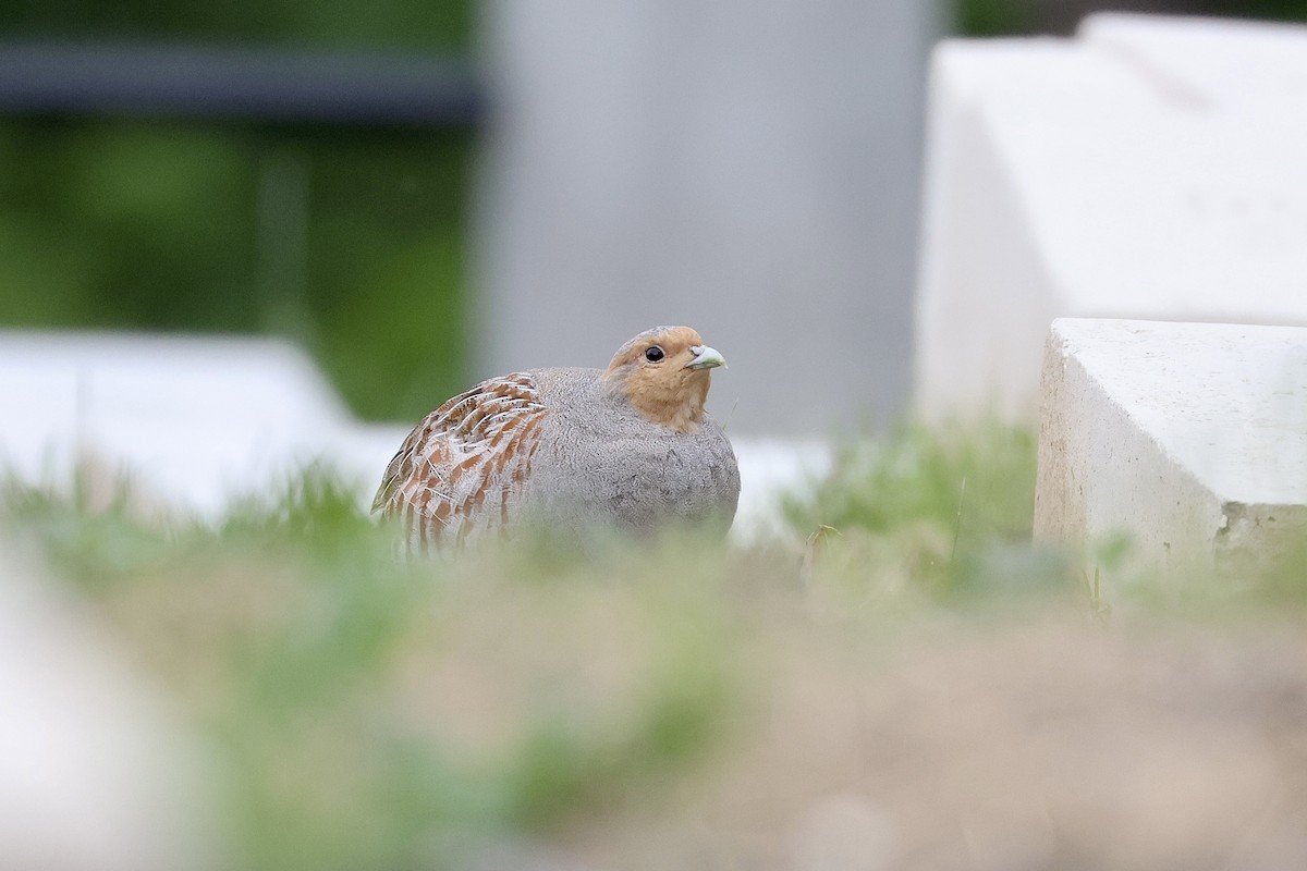 Gray Partridge - ML635813015