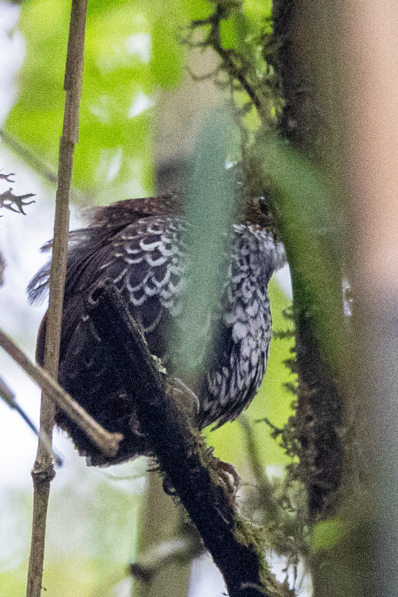 Scaly-breasted Cupwing (Himalayan) - ML635813184