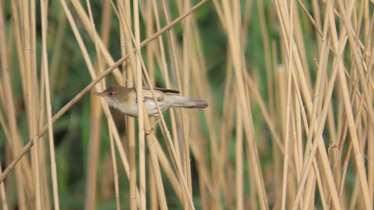 Common Reed Warbler (Caspian) - ML635813217