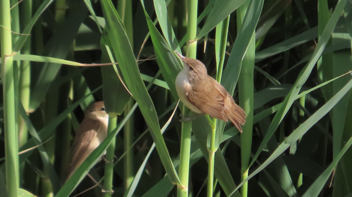 Common Reed Warbler (Caspian) - ML635813218