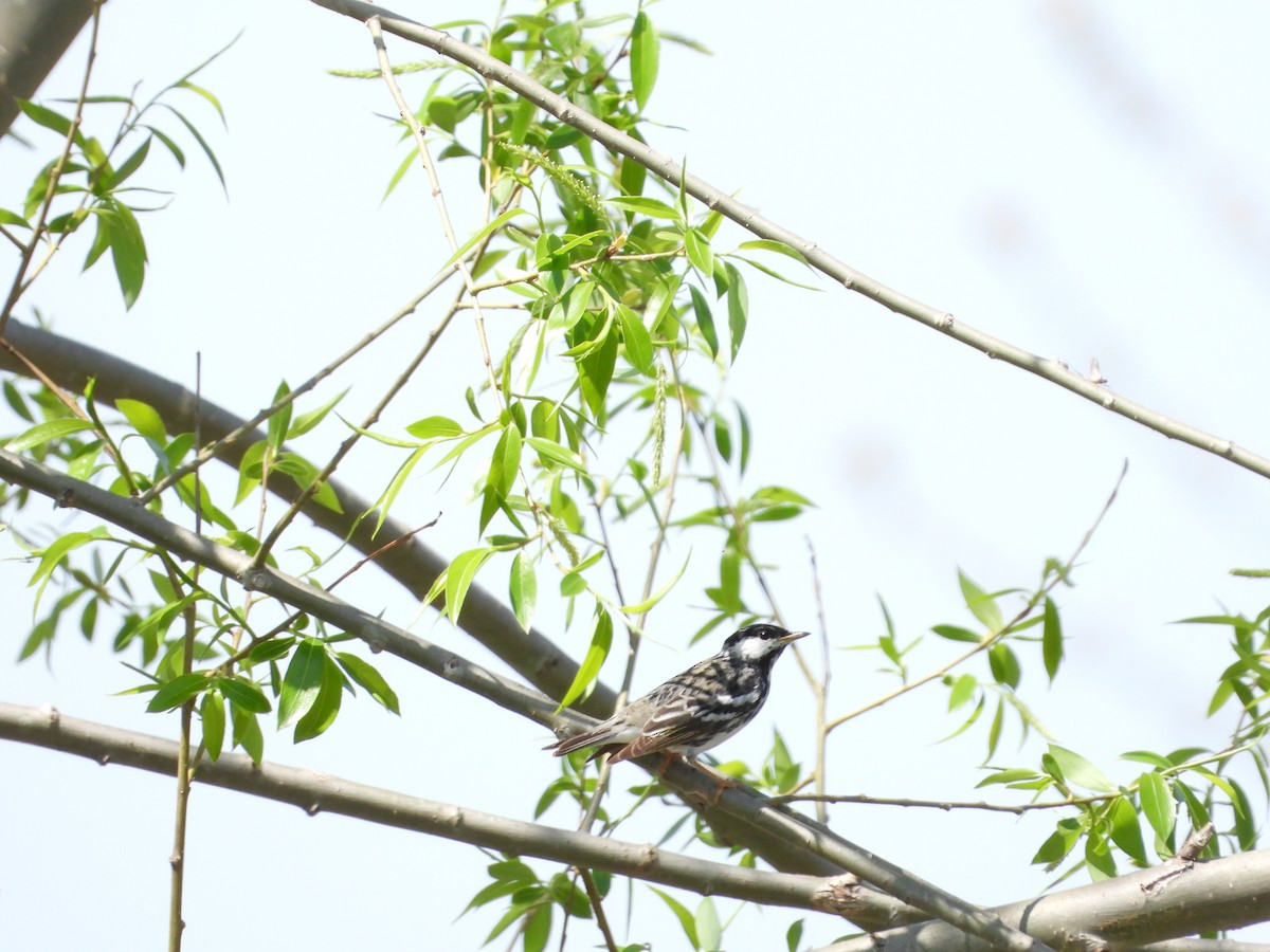 Blackpoll Warbler - ML635813340