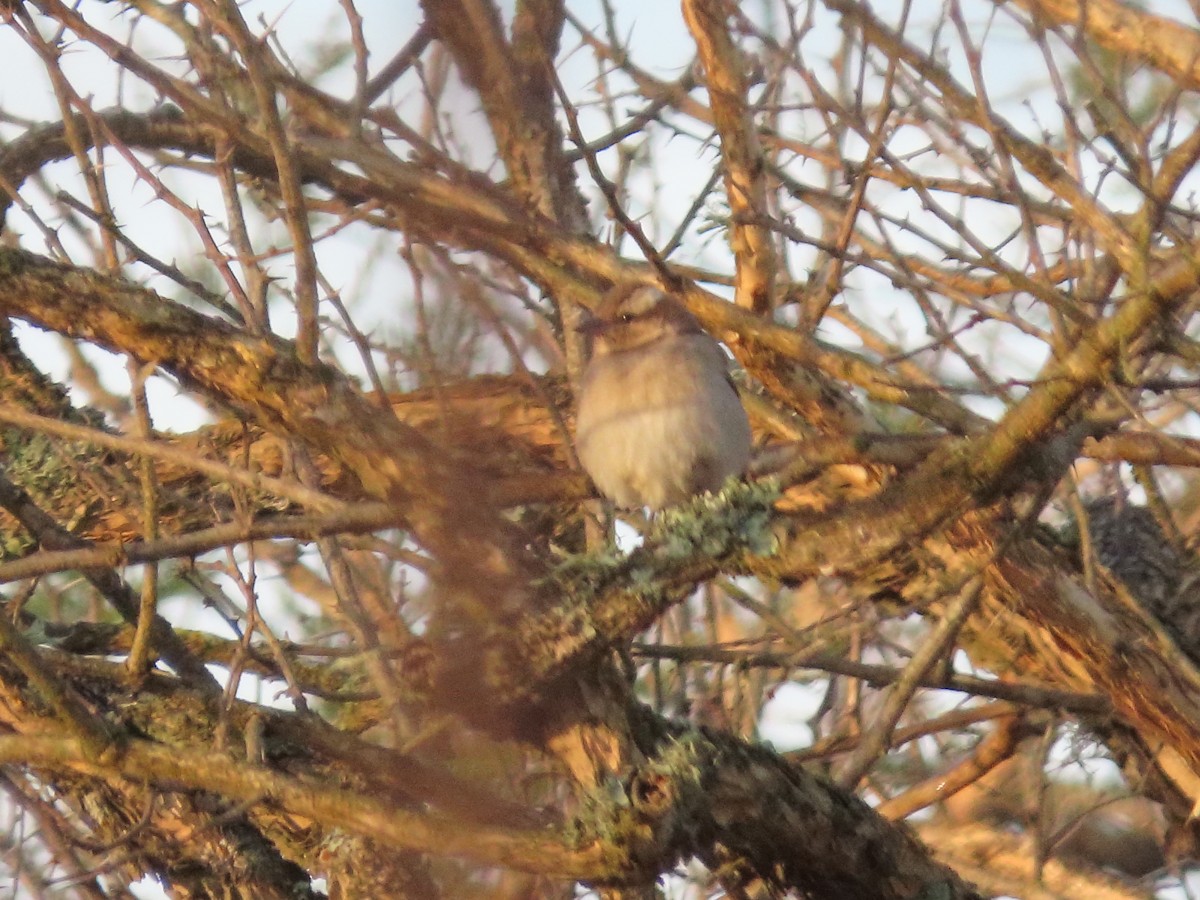 Yellow-throated Bush Sparrow - ML635813397