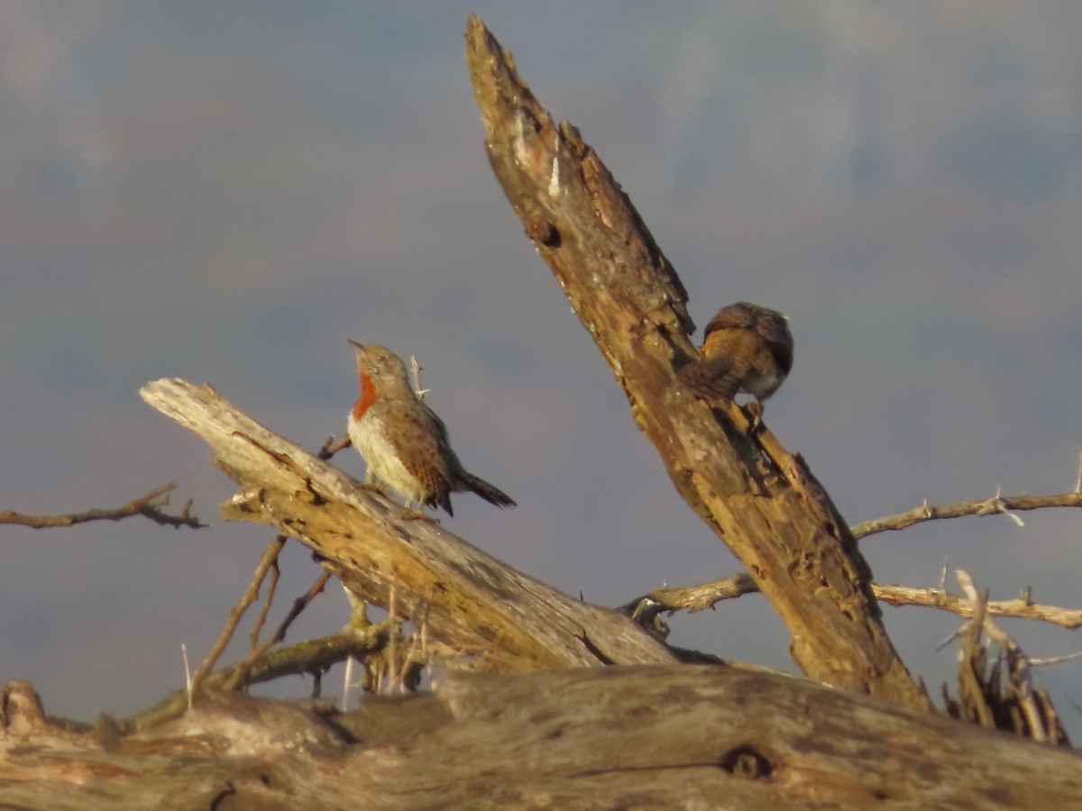 Red-throated Wryneck (Rufous-necked) - ML635813402