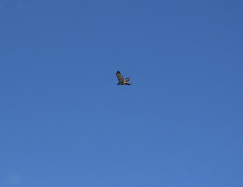 Red-tailed Hawk - ML635813463