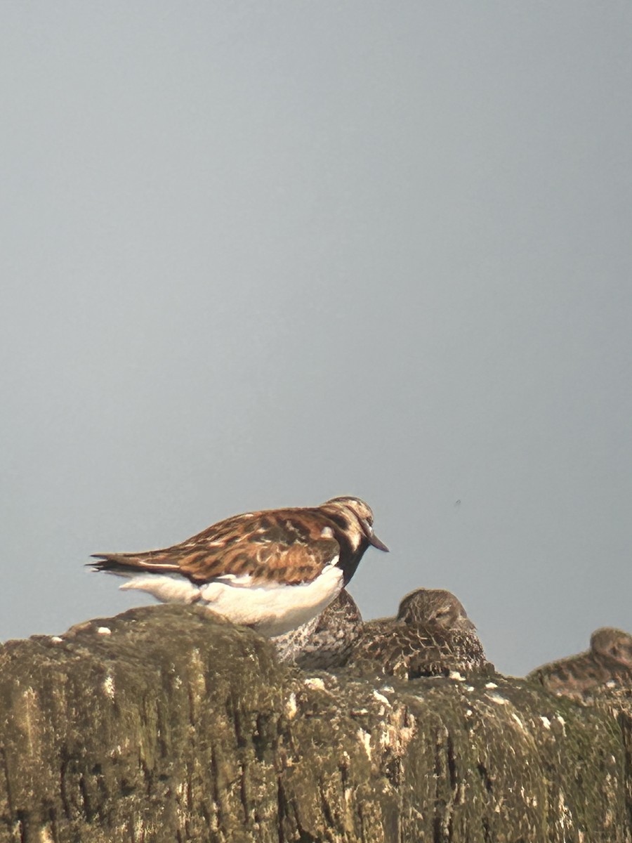 kamenáček pestrý - ML635813464