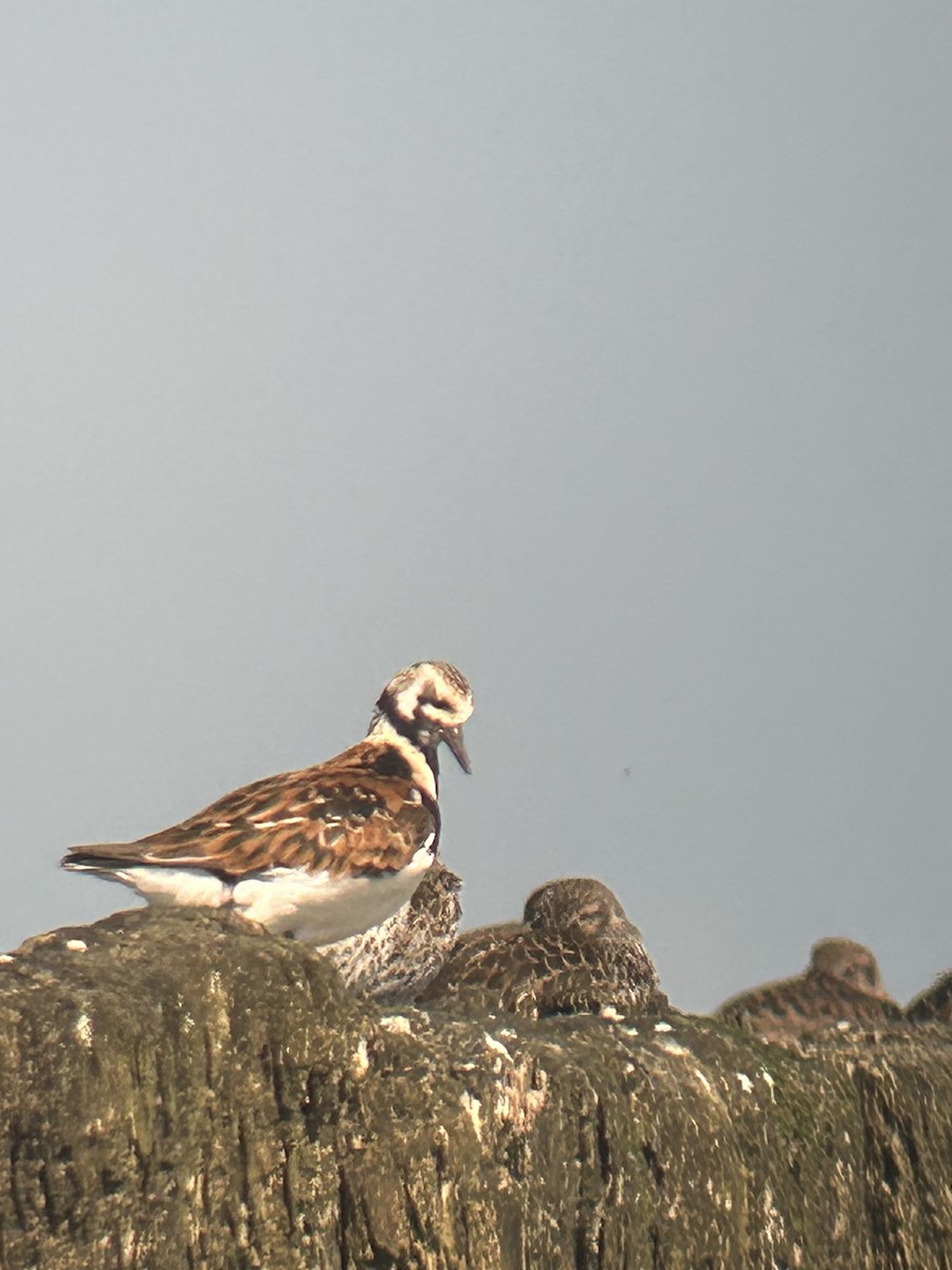 kamenáček pestrý - ML635813465