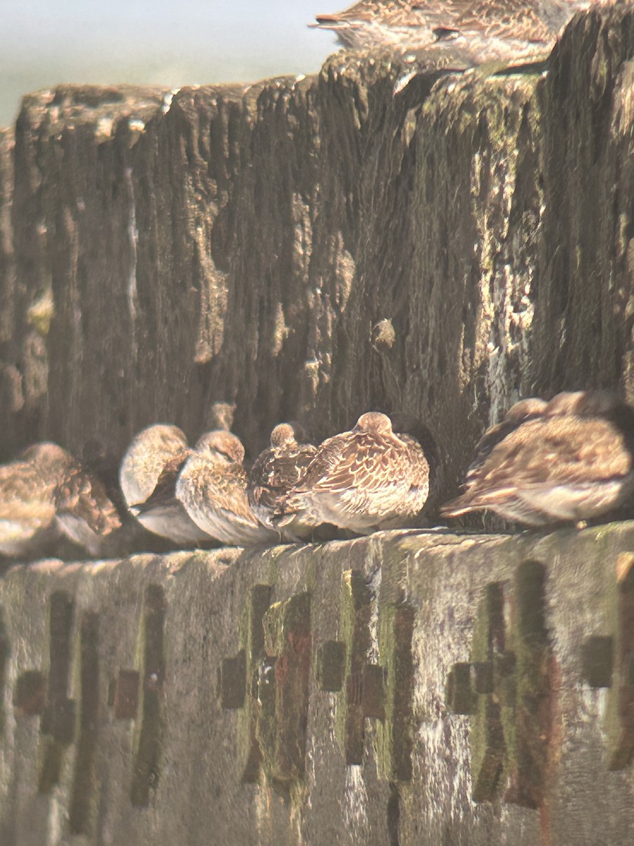 jespák mořský - ML635813499