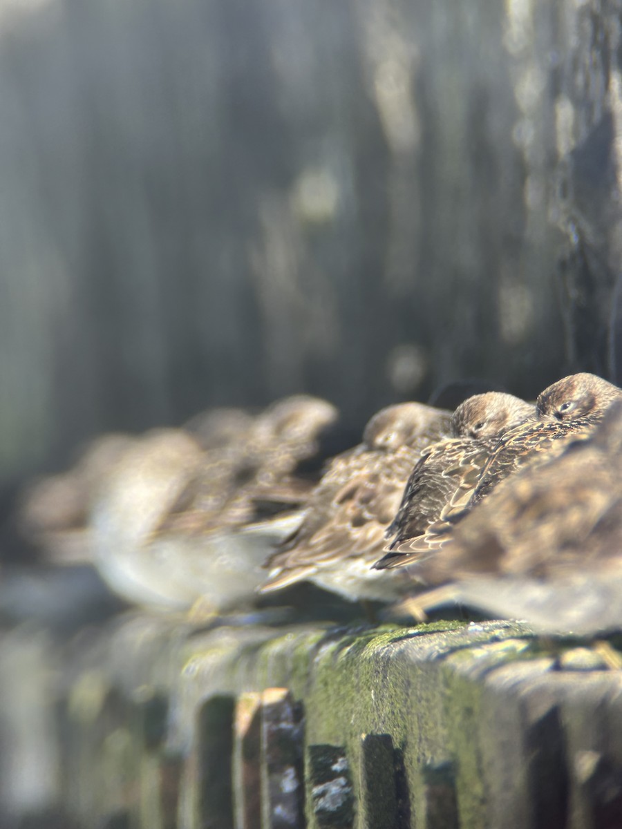 jespák mořský - ML635813500