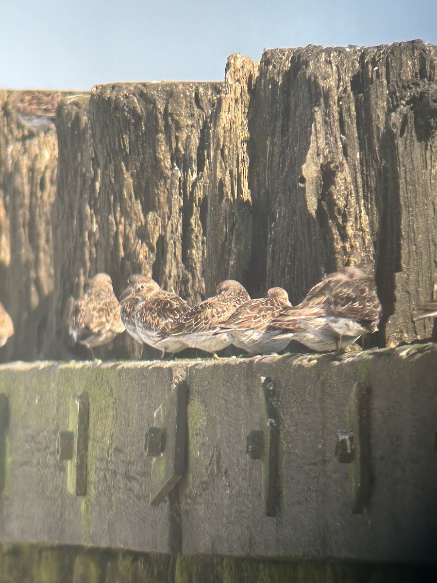 jespák mořský - ML635813501