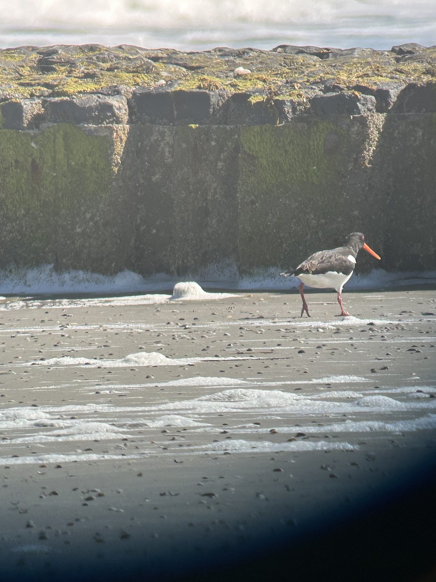 ústřičník velký - ML635813512