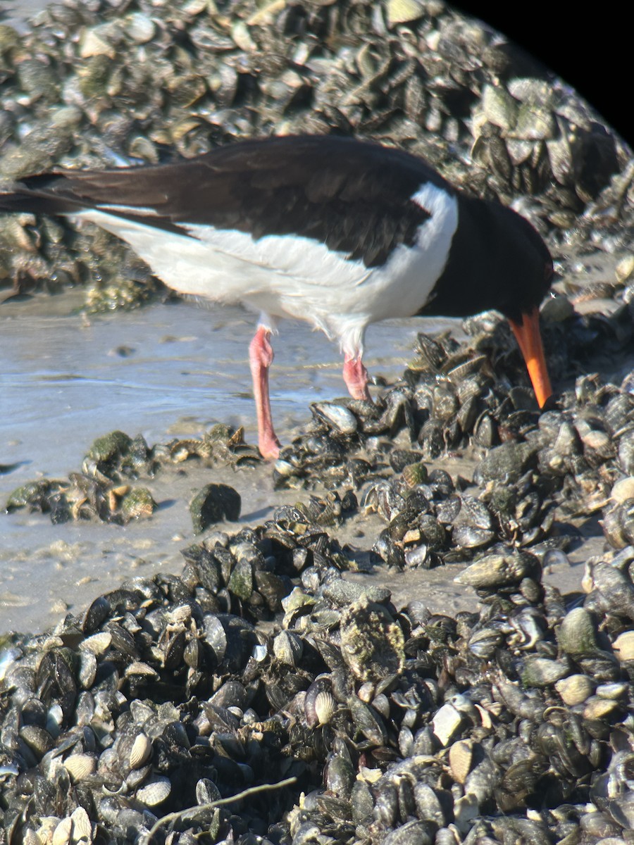 ústřičník velký - ML635813513