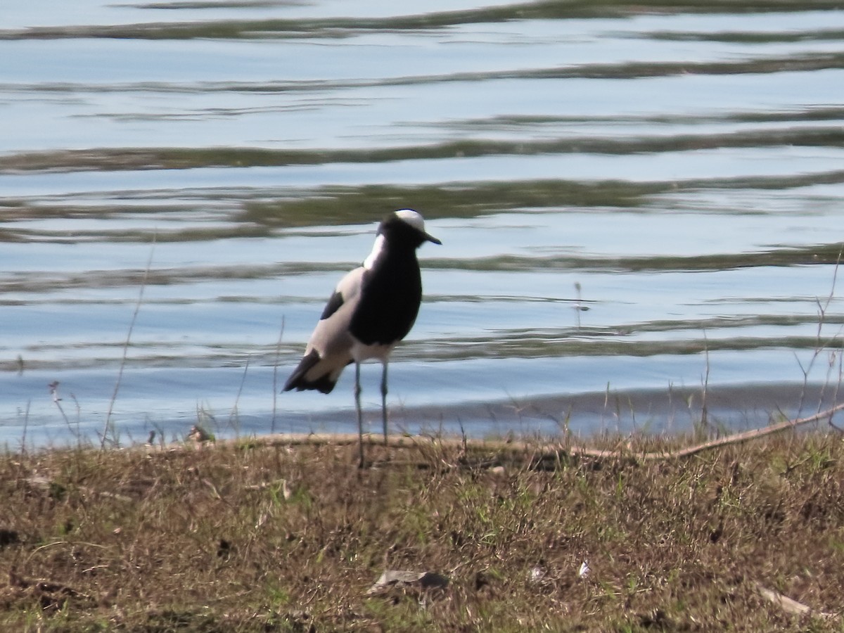 Blacksmith Lapwing - ML635813519