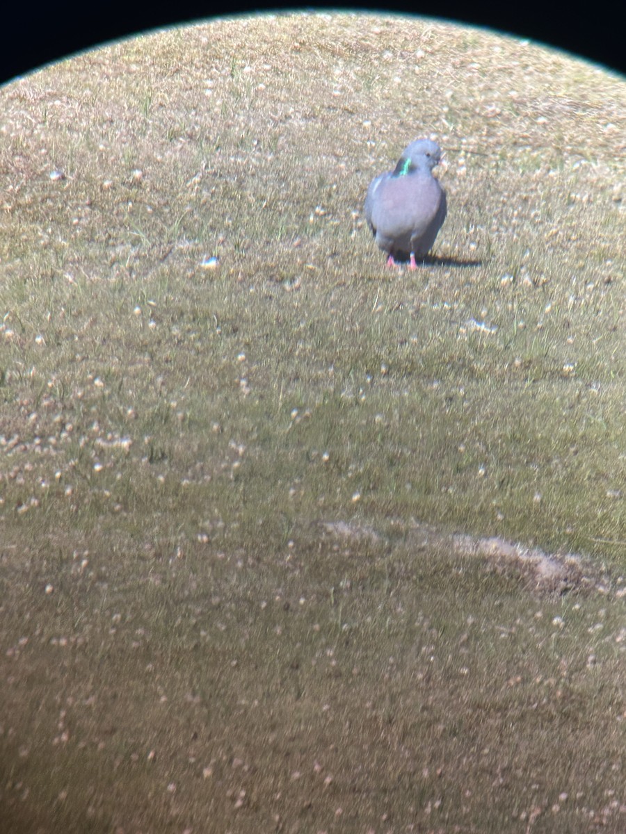 holub doupňák - ML635813523